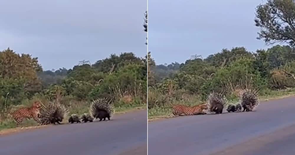 TikTok video shows leopard fighting two porcupine protecting their babies