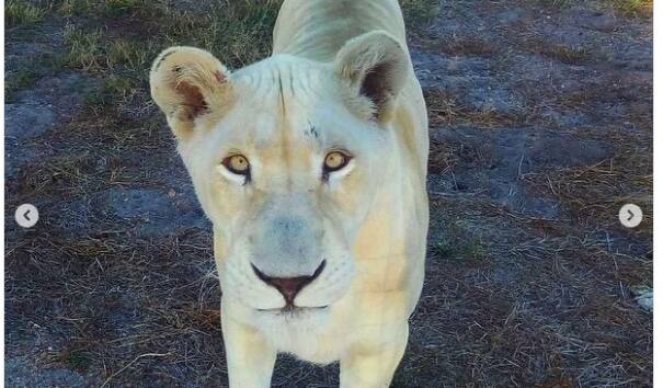 Drakenstein Lion Park SA