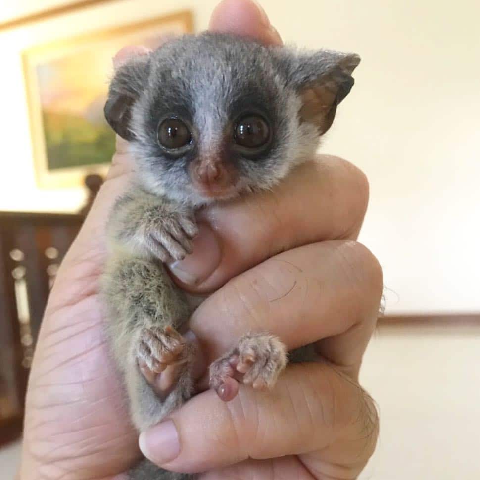 Is a Bush Baby Pet Legal or Ethical 