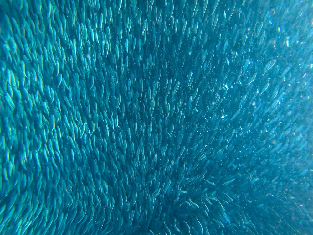 Fish migration