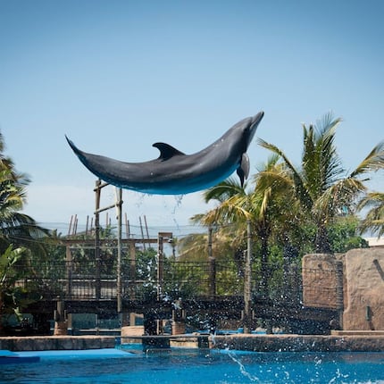 uShaka Marine World: latest fees, opening hours, animals, aquarium, photos