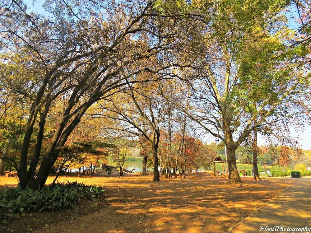 Top 15 picnic spots in Johannesburg