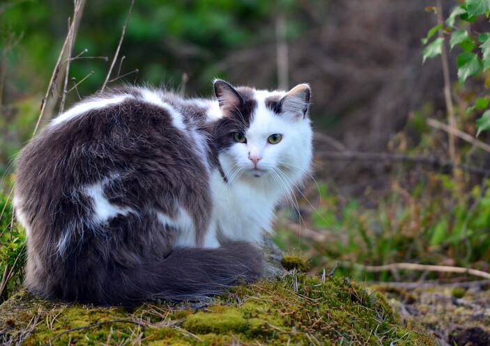 A Norwegian Forest Cat in the bush