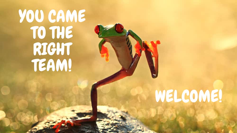 Dancing frog meme