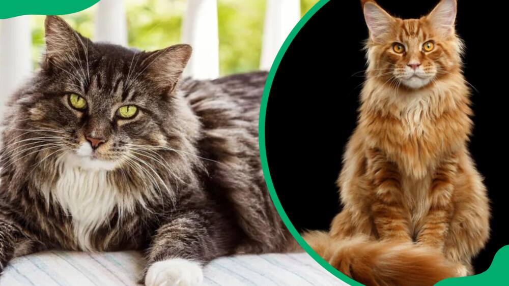 Maine Coon cat breed