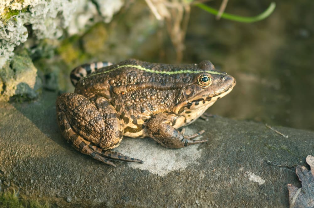 The Natterjack Toad