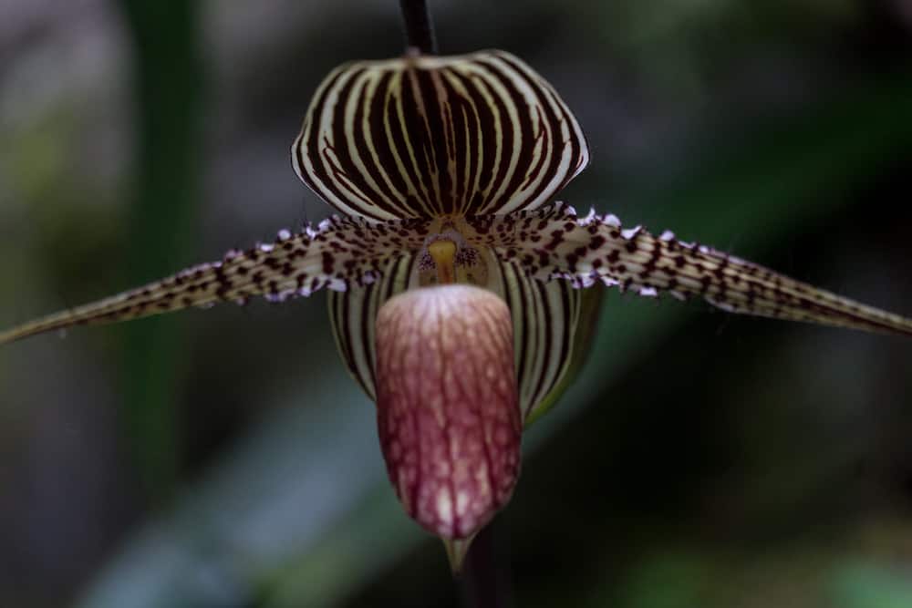 The Gold of Kinabalu orchid