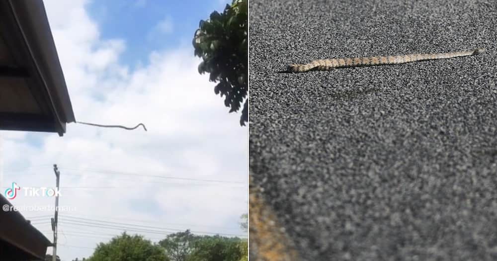 Jumping snake Jumping snake