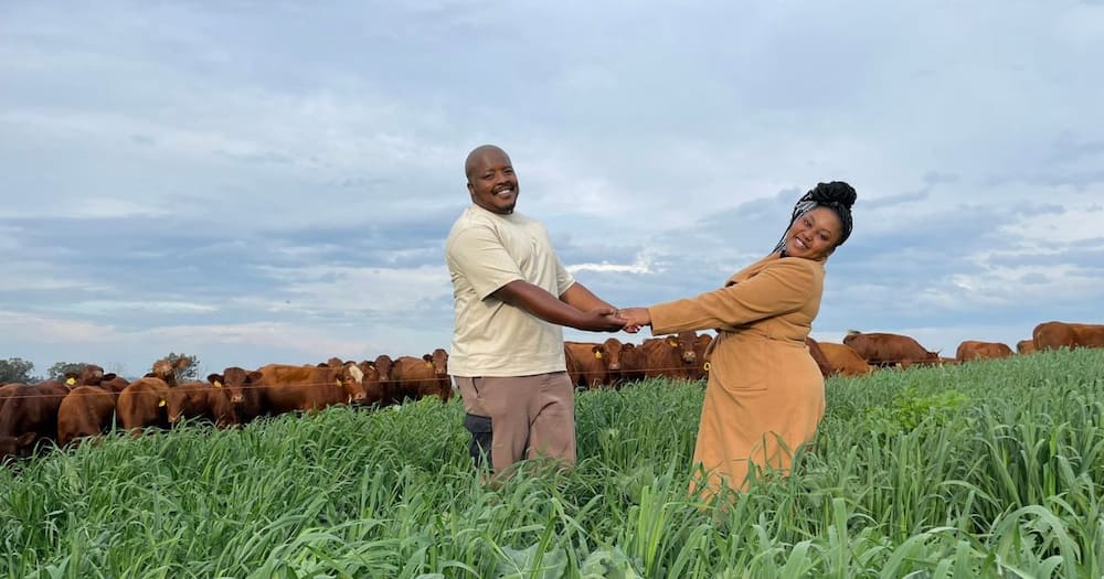 SA Relationships, Love, Marriage, Inspiration, Lobola, Man Asks His Girlfriend to Marry Him, Cows, Mzansi, Wholesome Photos