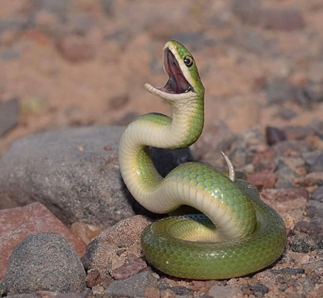 Deadly venomous Eastern green mamba, green arboreal snakes