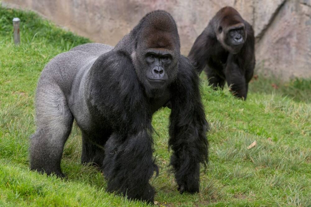 Karen: Popular Ape Receives Coronavirus Vaccine in US Zoo - Briefly.co.za