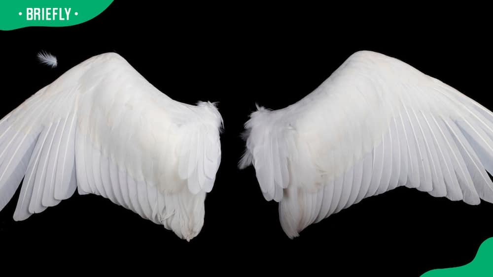 White angel wings on a black background