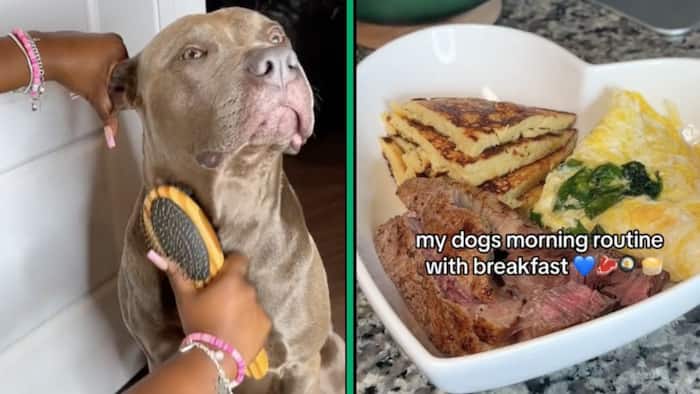 Pit bull owner spoils her dog with gourmet meals and coconut oil