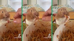 Pet hamster eating spaghetti becomes worldwide viral sensation, adorable video garners 76 million views