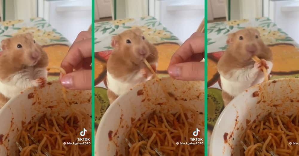 A video of a hamster eating spaghetti