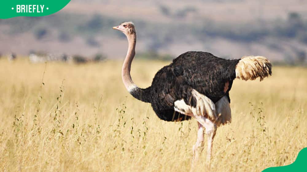 Ostrich in the field
