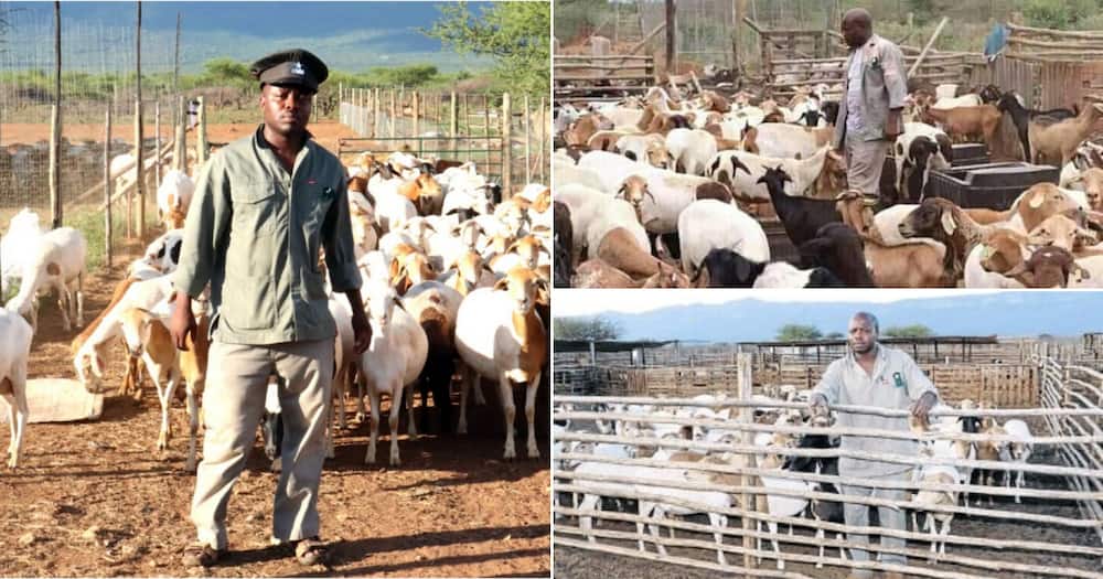 From owning only 3 goats to reaching boss levels in farming, meet Emmanuel Mudau