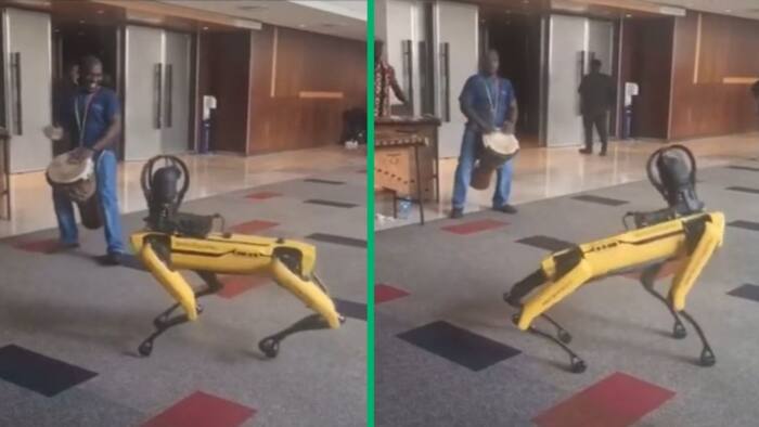 Robot dog in TikTok video does African footwork to marimba and drums at AI Expo event, SA amused