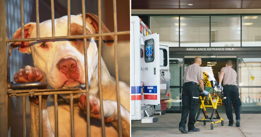 A Durban man was rushed to hospital after being attacked by a pit bull