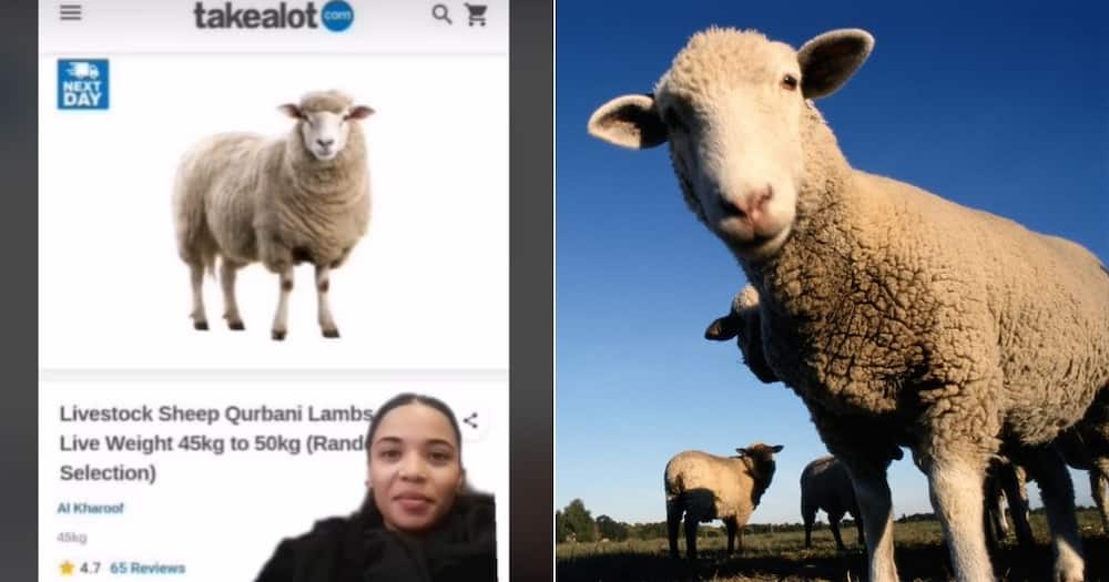 TikTok video of woman laughing at sheep on Takealot