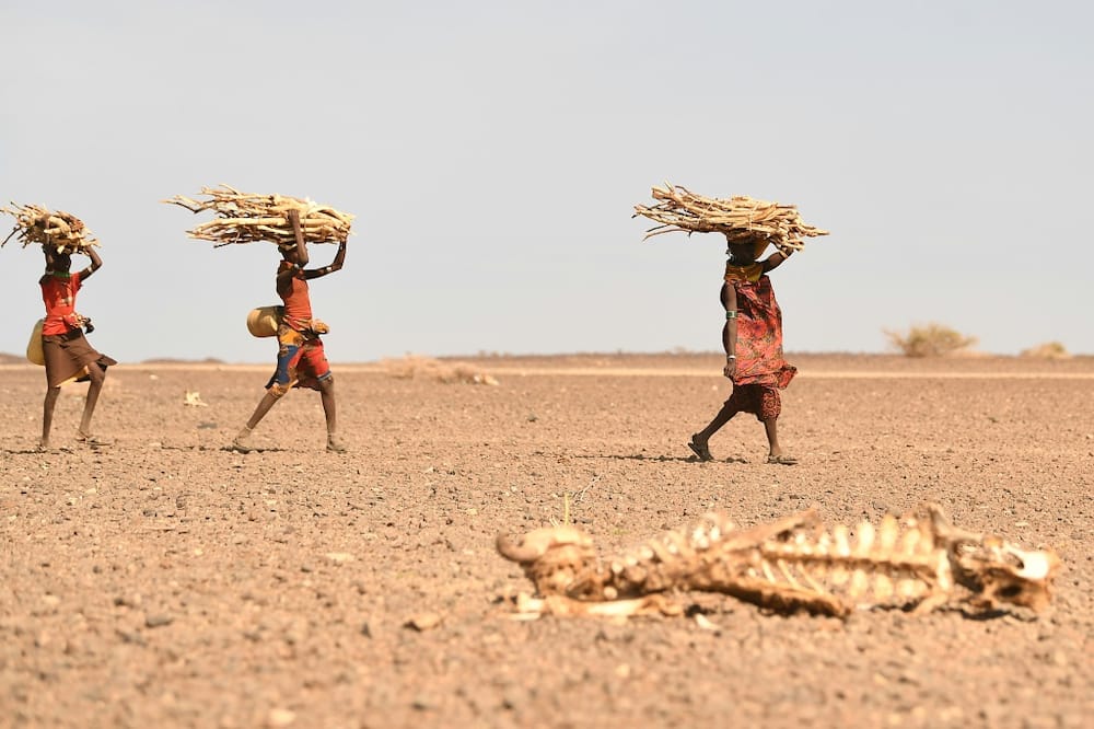 Over four million people in northern Kenya are facing severe hunger as the worst drought in 40 years devastates the Horn of Africa