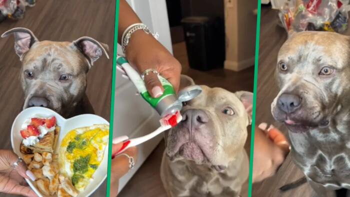 Woman sharesTikTok video of how she pampers her pit bull: Moisturiser, breakfast for a king and all