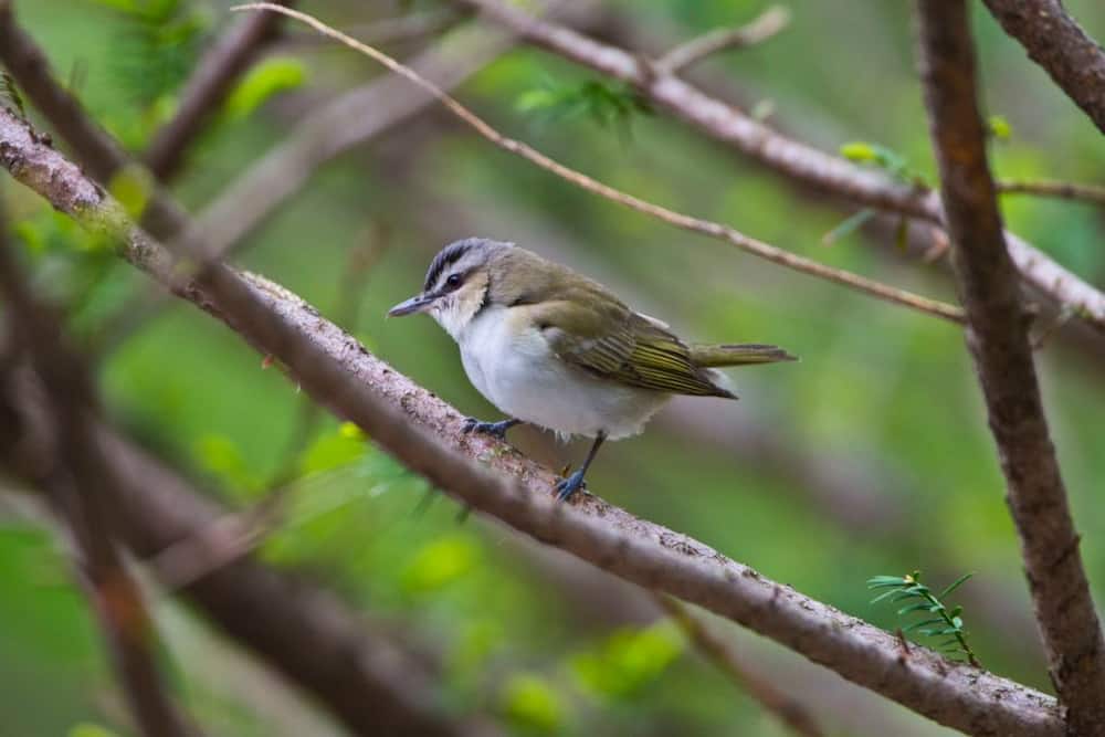 Red eyed vireo standing on a tree