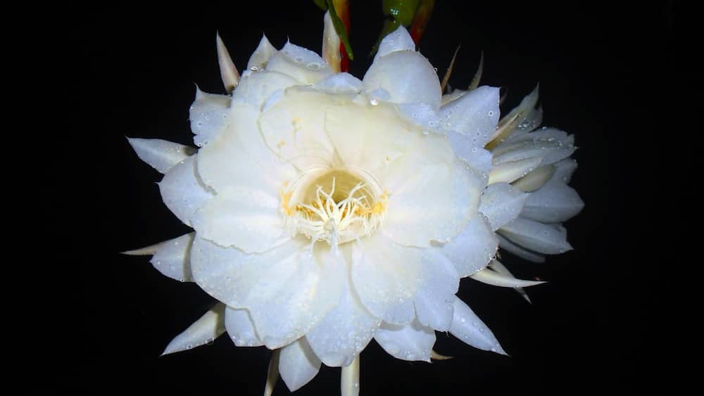 The Kadupul flower