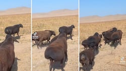 TikTok video of sheep with massive bums amuses and reminds people of the Kardashian sisters