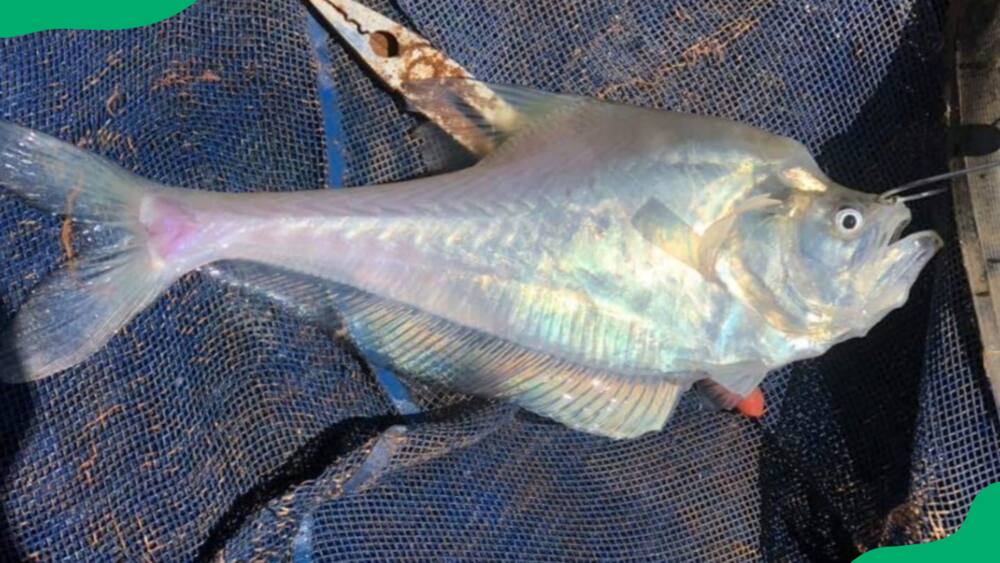 The Australian Nurseryfish