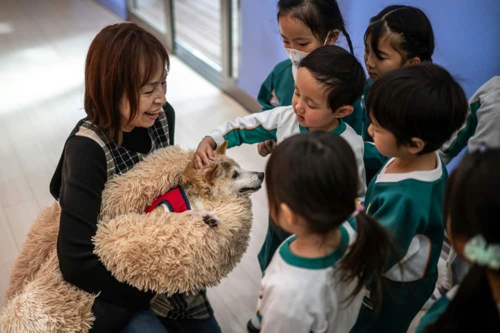 Atsuko Sato (L) and her Japanese shiba inu dog Kabosu play with students at a kindergarten