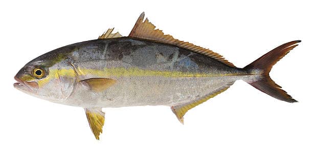 Why is bluefin tuna more expensive than yellowfin?
