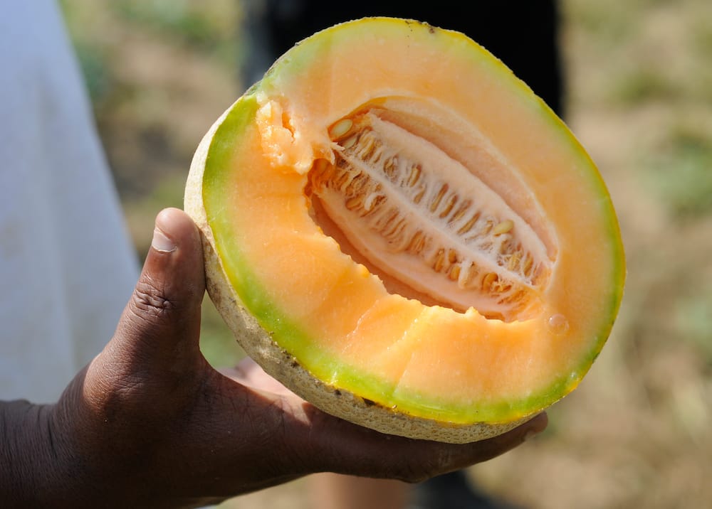 Cantaloupe fruit picked by inmates