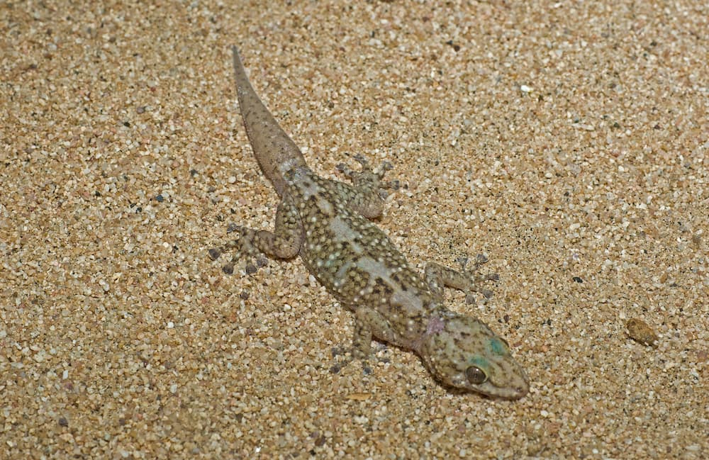 Xantus's leaf-toed gecko on sand