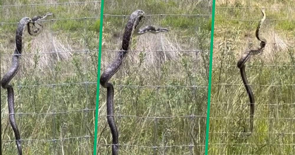 TikTok video of snake facing electric fence
