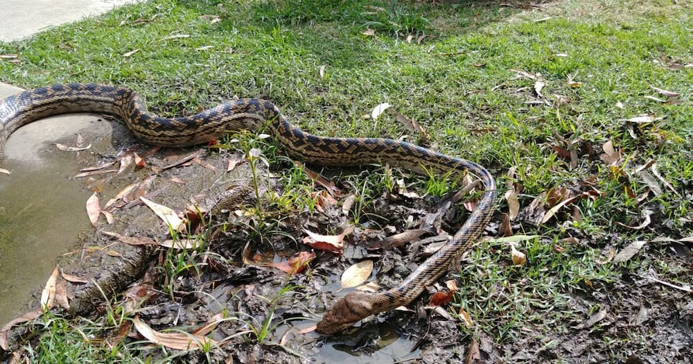 Two men in South Africa came across a large snake on a farm road