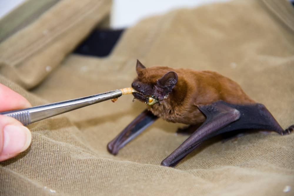 A noctule being fed