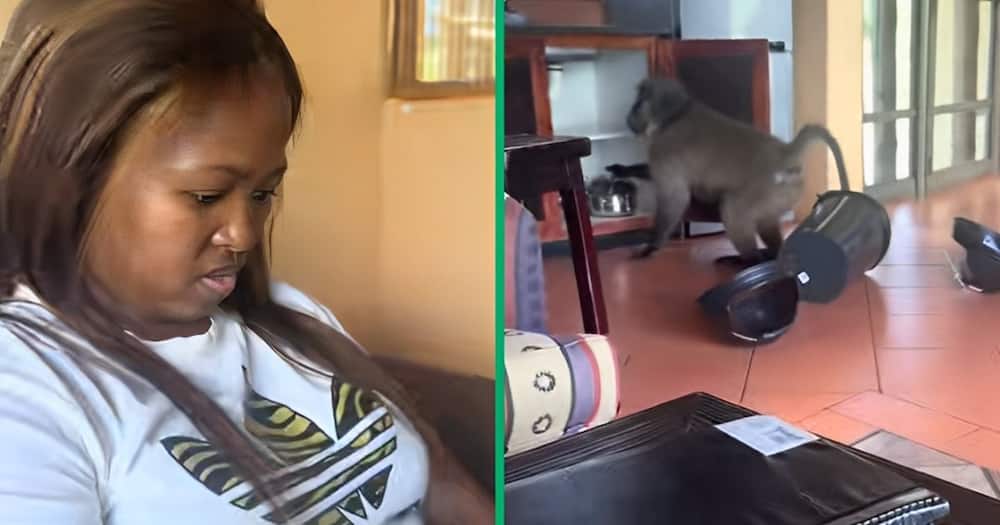 A wild baboon in KwaZulu-Natal invaded a private room