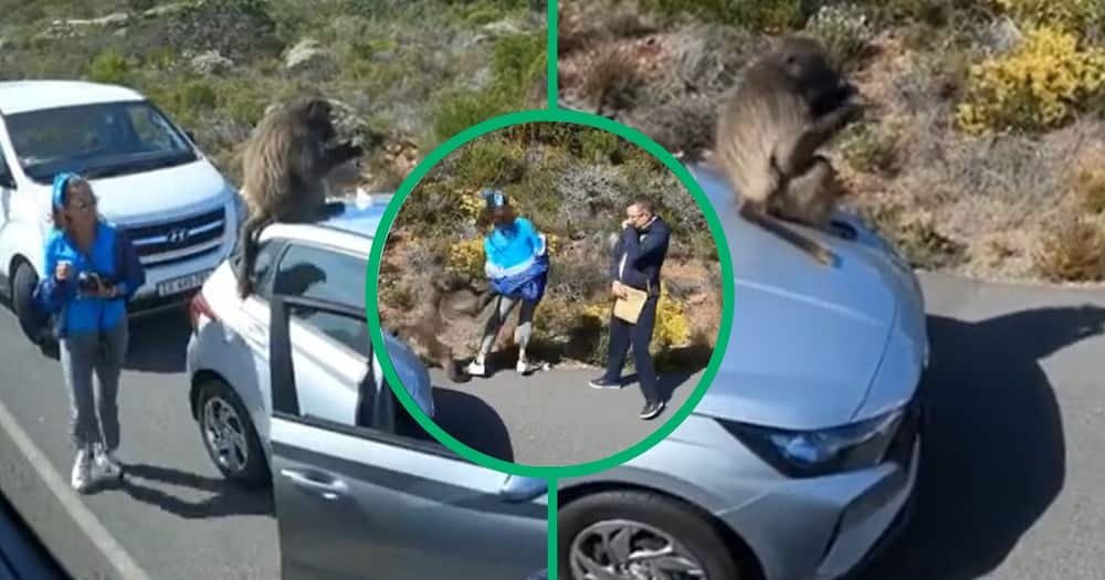 TikTok video of baboon attacking couple