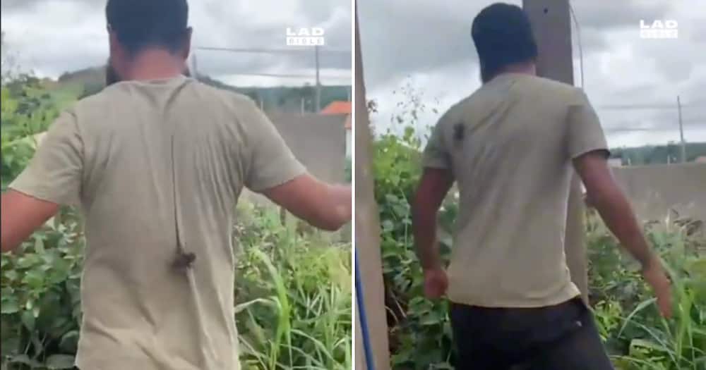 Big black spider crawls up mans back and he runs out, netizens run