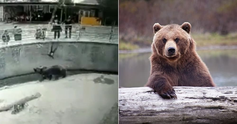 Child, Zoo Enclosure, Bear