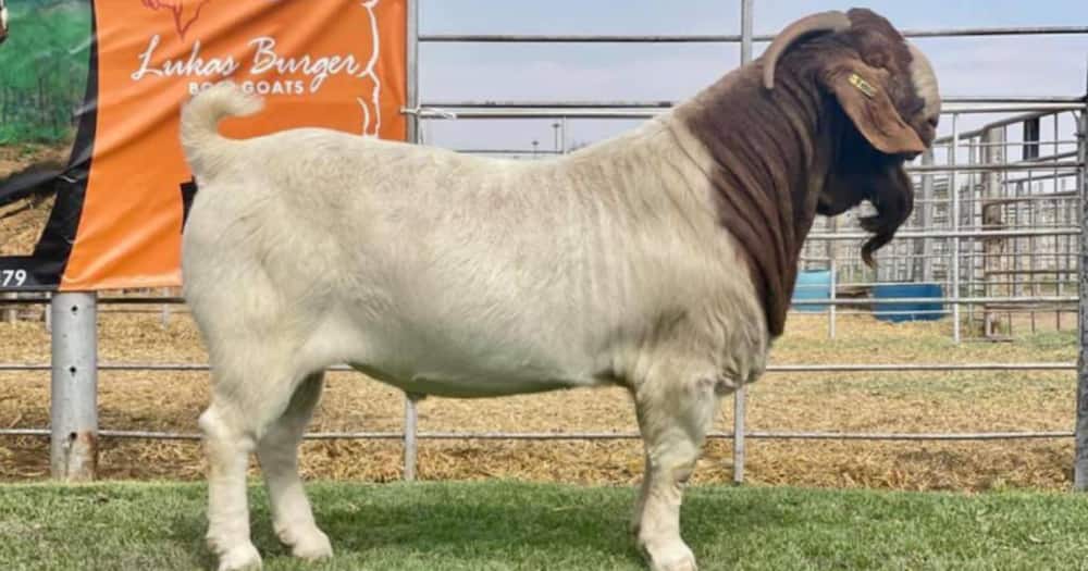 Goat, Animal, Price, R500 000, Unbelievable, Twitter reactions