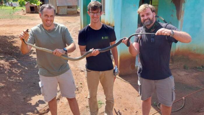 Nick Evans rescues black mamba doused in chemicals, says substance won’t repel snakes