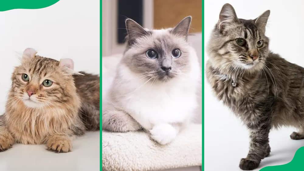 Large domestic cat breeds that you'll love to cuddle