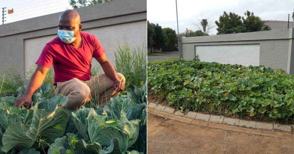Cabbage bandit, Joe Nkuna, Tshwane, municipal courts, Akasia, case withdrawn