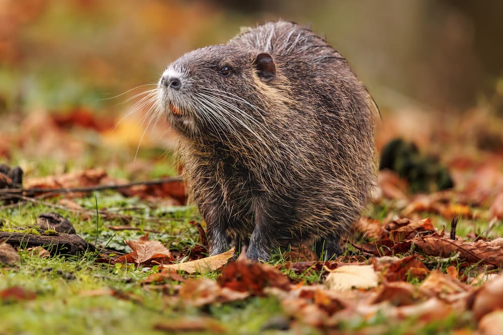 A nutria standing on a field with dry leaves