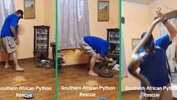Man rescues massive Southern African Python spotted in woman's home, TikTok video goes viral