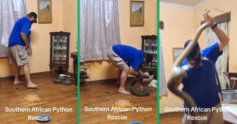 Man rescues python