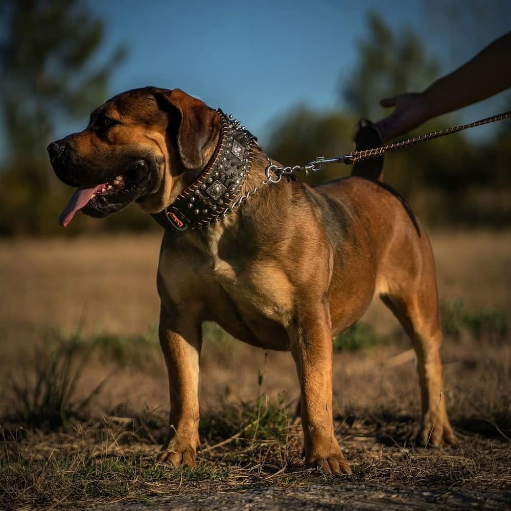 South African Boerboel: reasons why every homeowner should buy this dog breed