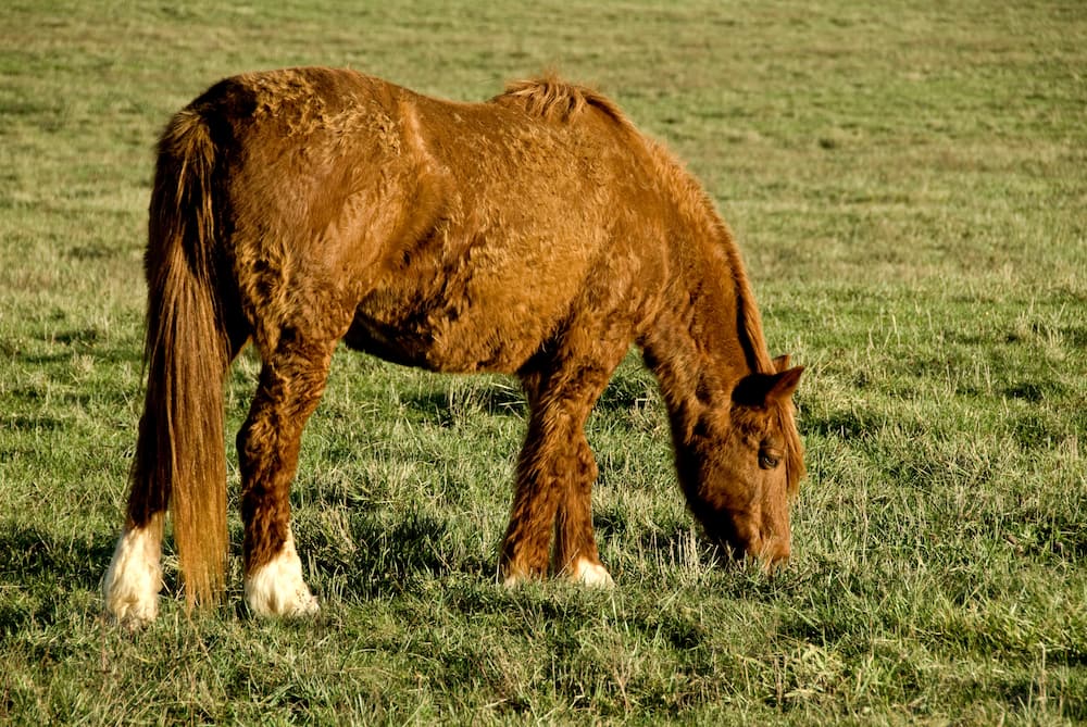 which is the rarest horse breed?